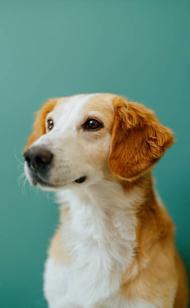 istock Portrait of a dog 1392114670