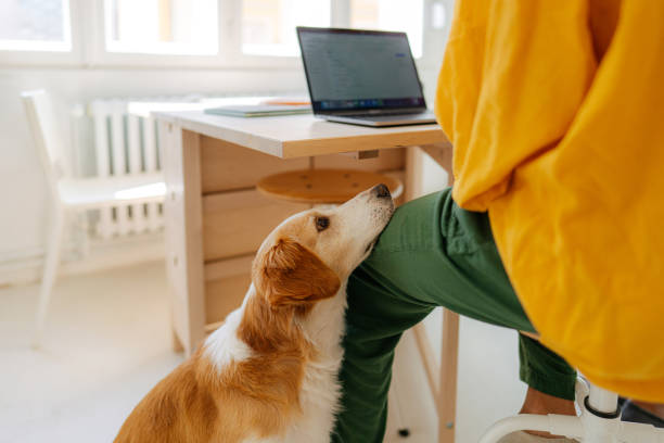 istock Dog waiting patiently for his owner to finish work 1392114685