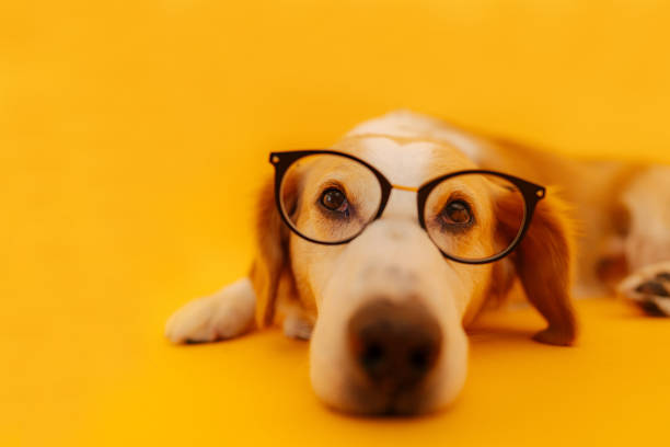 Studio portrait of a dog, posing in front of a camera, isolated on orange background