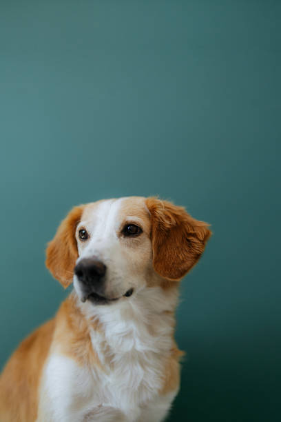 istock Portrait of a dog 1392114701