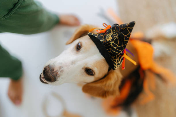 istock Let's go trick or treat? 1392114713