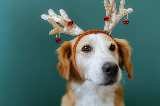 Photo of a cute puppy wearing costume reindeer antlers