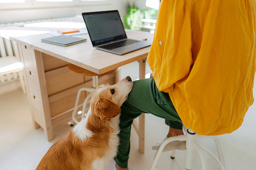 Photo of  a young woman working on her laptop from her home, while her dog is waiting for her to finish - so they can play and cuddle