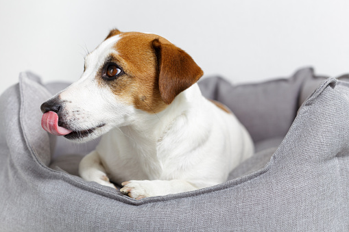 Close-up, jack russell terrier dog licking nose, lying in a gray pet bed, against a light background. Eco-friendly pet products, pet shop. Love and care for pets, health, veterinary medicine.