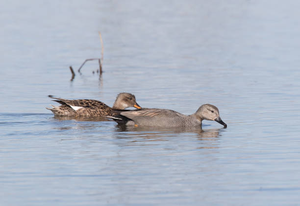 Gadwall ducks swimming at Fountain Creek, Colorado USA