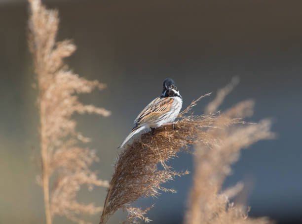 istock Male Reed Bunting (emberiza schoeniclus) on a Reed 1392114943