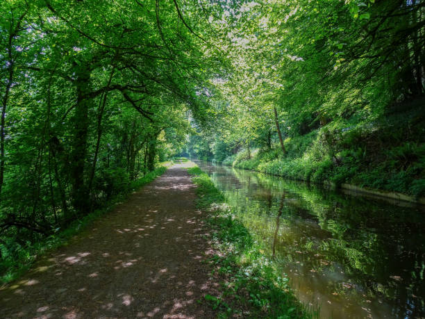 canal scene through woods (the monmouthshire and brecon canal) - river usk imagens e fotografias de stock