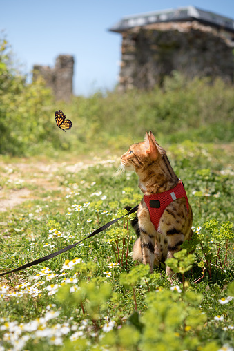 A beautiful cat looks at a butterfly while walking outside.