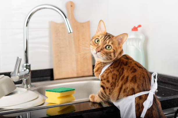 istock A ginger cat in an apron washes dishes with detergent in the kitchen. 1392115730