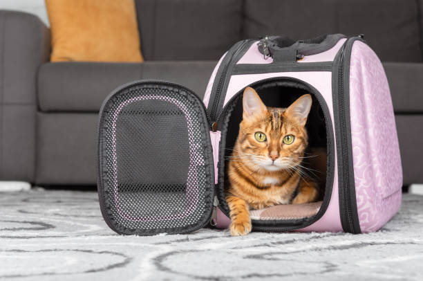Red Bengal cat in a portable bag on the background of the room. Red Bengal cat in a pink portable bag on the background of the room. transportation cage stock pictures, royalty-free photos & images