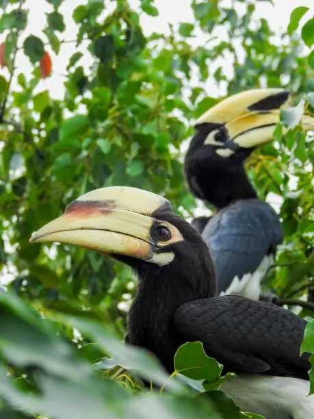 Photo of A close-up shot of oriental pied hornbill, Anthracoceros albirostris, in the forest eating seed off the trees.Two other common names for this species are Sunda pied and Malaysian pied hornbill.