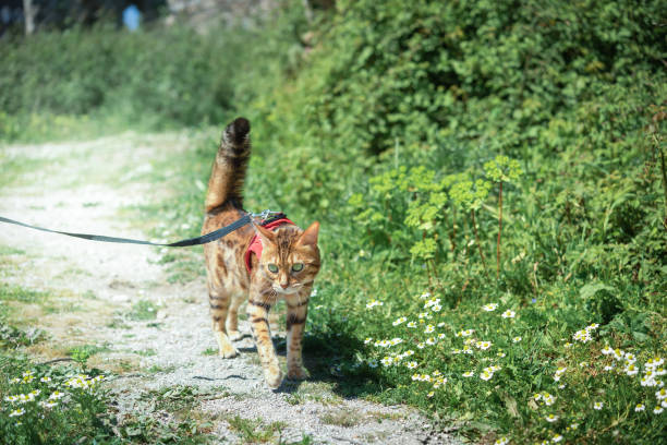 Walk in the park on a leash with a pet - a cat.