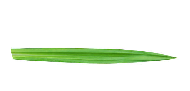 istock Pandanus leaf cut out outline green leaf isolated on white background, fresh 1392115930