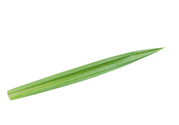 istock Pandanus leaf cut out outline green leaf isolated on white background, fresh 1392115932