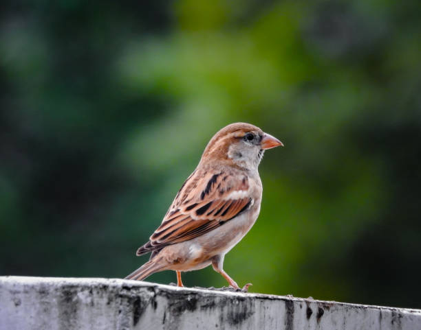 A female House sparrow. Sparrows are a family of small passerine birds. They are also known as true sparrows, or Old World sparrows, names also used for a particular genus of the family. una hembra de gorrión doméstico. los gorriones son una familia de pequeñas aves paseriformes. también se les conoce como gorriones verdaderos, o gorriones del viejo mundo, nombres que también se usan para un género particular de la familia.