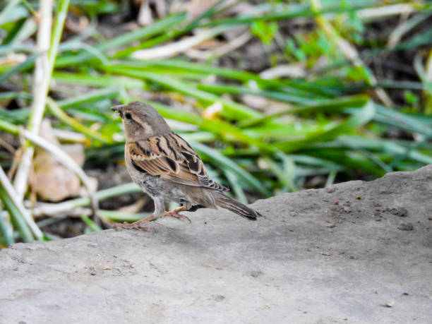 A female House sparrow. Sparrows are a family of small passerine birds. They are also known as true sparrows, or Old World sparrows, names also used for a particular genus of the family. una hembra de gorrión doméstico. los gorriones son una familia de pequeñas aves paseriformes. también se les conoce como gorriones verdaderos, o gorriones del viejo mundo, nombres que también se usan para un género particular de la familia.