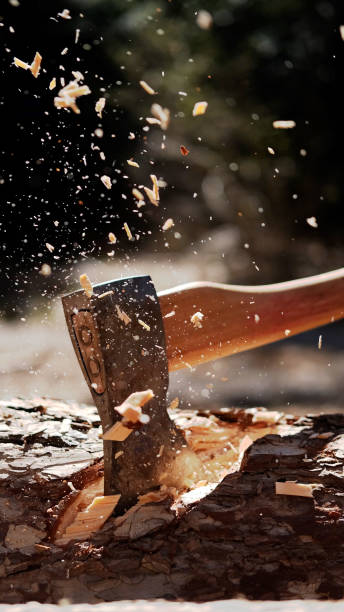 Close up of cutting a lumber with an axe in the forest. Extreme close up on an axe cutting a tree in a beautiful sunlight. axe stump stock pictures, royalty-free photos & images