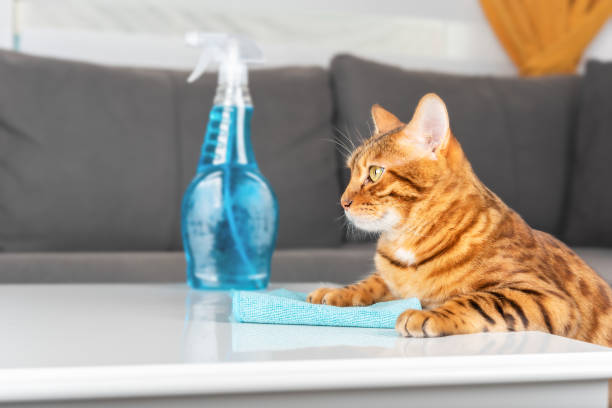 istock The pet wipes the table with a blue rag and keeps the spray on the table. 1392117935