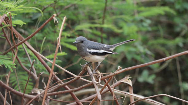 Oriental magpie robin perched on a bush stock photo