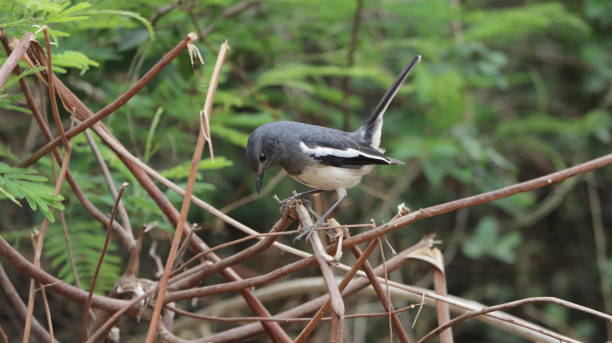 Oriental magpie robin perched on a bush stock photo