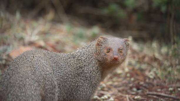 istock Indian grey mongoose looking directly in curiosity 1392118280