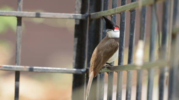 Red-whiskered bulbul perched on a grill stock photo