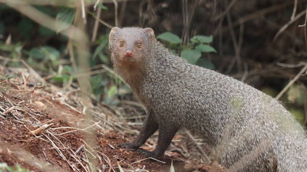 Indian grey mongoose looking directly in curiosity