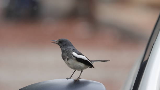 Oriental magpie robin perched on a car mirror stock photo