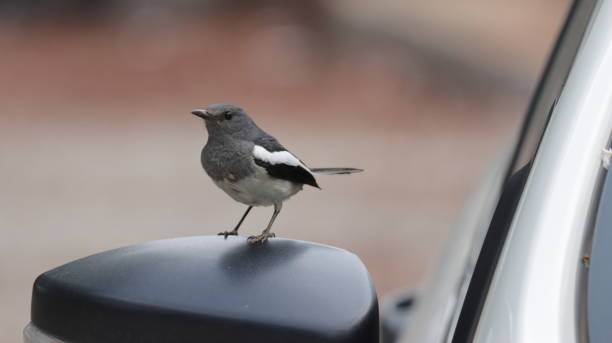 Oriental magpie robin perched on a car mirror stock photo