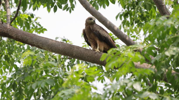 Black Kite perched on a tree branch stock photo