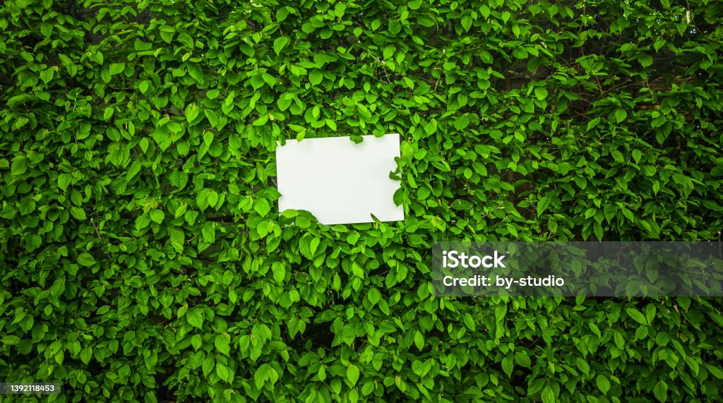 White sheet of paper in front of green leaves White sheet of paper before green leaves Color Image Stock Photo