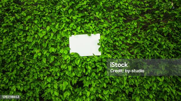 White Sheet Of Paper In Front Of Green Leaves Stock Photo - Download Image Now - Color Image, Germany, Horizontal