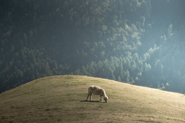 Clicked around Chambagarh, a lonely sheep enjoys grazing the pastures