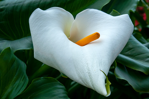 Zantedeschia aethiopica, also known as calla lily and arum lily, is native to southern Africa in Lesotho, South Africa, and Eswatini.
