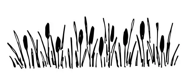 Vector illustration of Simple black outline vector drawing. Thickets of reeds, lake shore, river plants. Duck hunting.