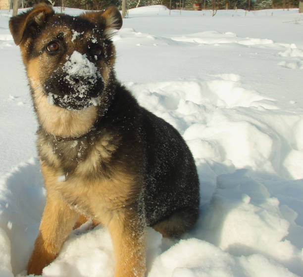 istock Cute German shepherd puppy on white snow 1392121196