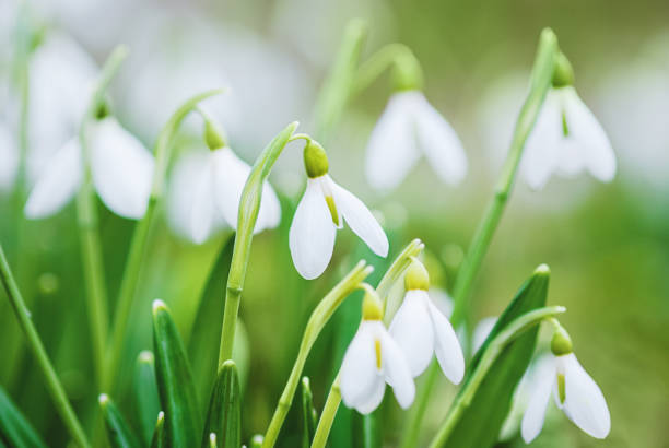 istock Spring flowers background, white snowdrops closeup and green grass 1392121264