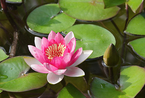 red flowering water lily in a pond with reflection and leaves. High quality photo