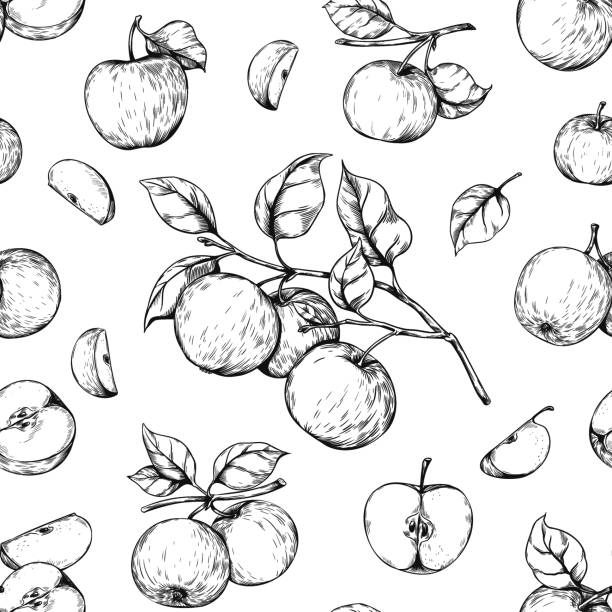 アップル彫刻パターン。オーガニックガーデンフルーツを使用したシームレスな手描きプリント。果樹園の作物。ジューシーな作品。葉を持つ植物の枝。食料収穫。背景をスケッチします。� - healthy eating botany drawing pattern点のイラスト素材／クリップアート素材／マンガ素材／アイコン素材