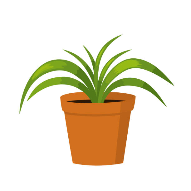 Сhlorophytum Vector illustration of potted plant.  Isolated element. EPS 10 chlorophytum comosum stock illustrations