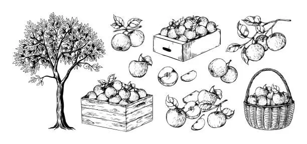 Vector illustration of Apples in basket. Hand drawn engraving of garden fruits in piles. Orchard sketch. Plant branches. Juicy slices. Boxes with organic crop. Natural harvest. Vector botanical elements set