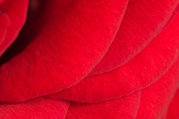 istock Rose flower fragment, macro shot 1392122888