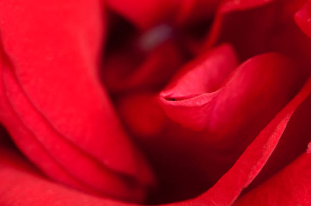 istock Rose flower fragment, macro shot 1392122918