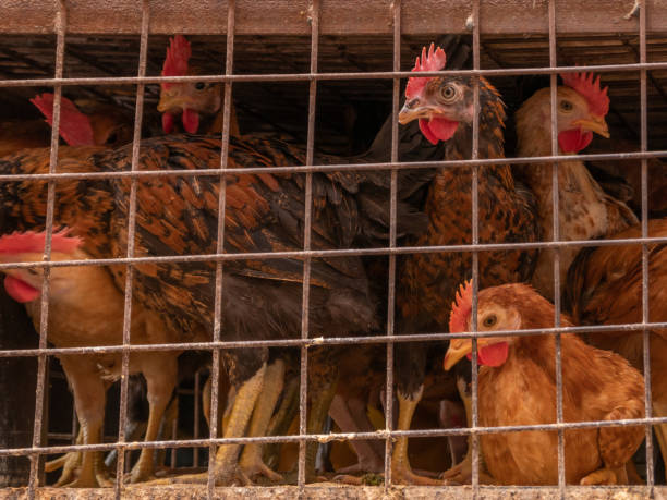 istock Red chickens in a dirty cage behind an iron grate. 1392124016
