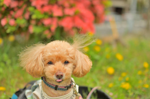 istock Toy poodle, azalea, dandelion and spring scenery 1392124140