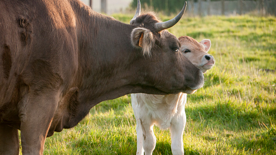Vaca marrón y ternero blanco acurrucándose en un campo verde photo