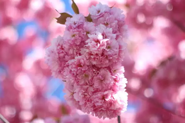 Pink opulent japanese cherry blossom. Close up, selected focus.