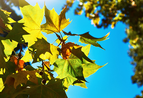 Bright backlit translucent leaves of a plane tree in sunlight outdoors.