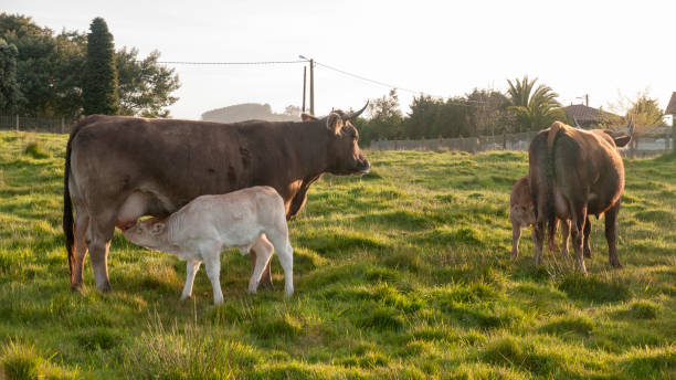 istock Cows breast feeding  calves in a green field 1392125031