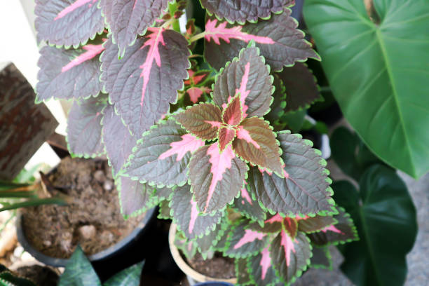 istock Plectranthus scutellarioides or Coleus, Painted nettle plant 1392127268